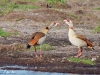 nilgans_15