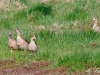 nilgans_16