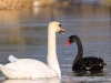 Trauerschwan_c_Leine_Wolter_2016-02-11