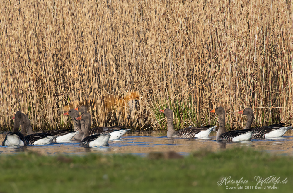 Fuchs_1