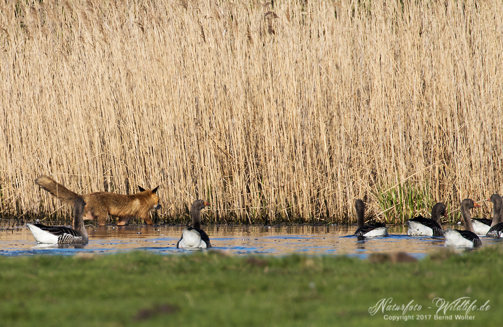 Fuchs_2