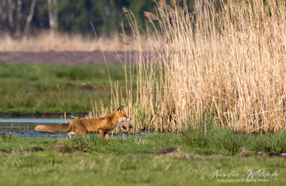 Fuchs_3