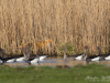 Fuchs_1