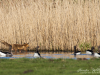 Fuchs_2