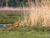 Fuchs_3