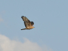 Wespenbussard