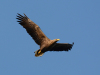 Seeadler