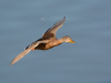 Stockente