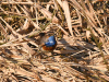 Blaukehlchen.2