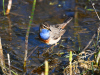 Blaukehlchen.3