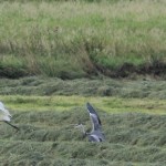 Grau- und Silberreiher, Mäusebussard